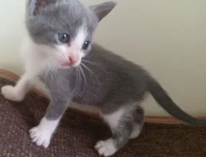 Gato raça SRD idade Abaixo de 2 meses nome Aquiles
