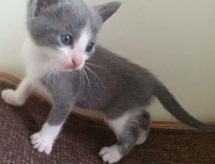 Gato ra a SRD idade Abaixo de 2 meses nome Aquiles