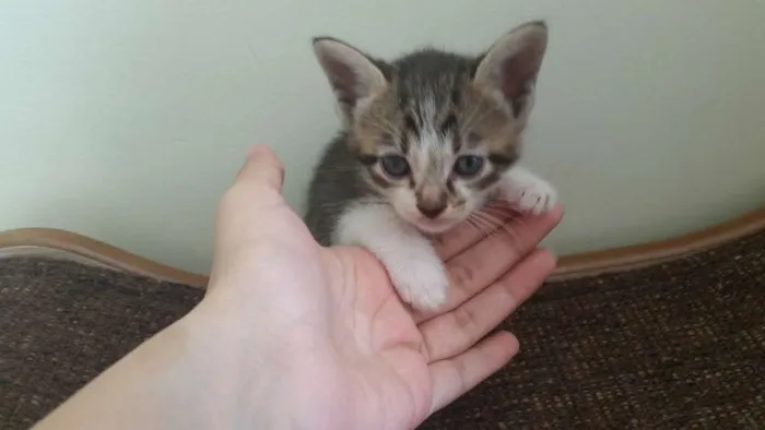 Gato ra a SRD idade Abaixo de 2 meses nome Ursa