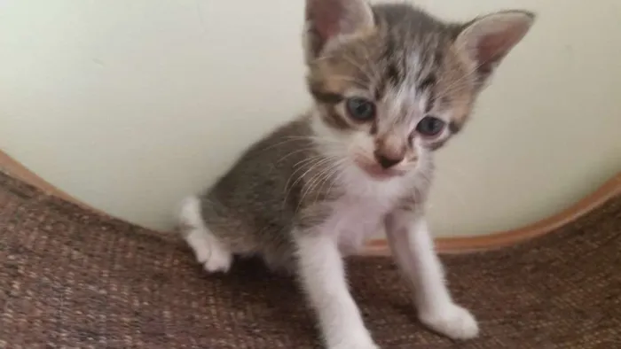 Gato ra a SRD idade Abaixo de 2 meses nome Ursa