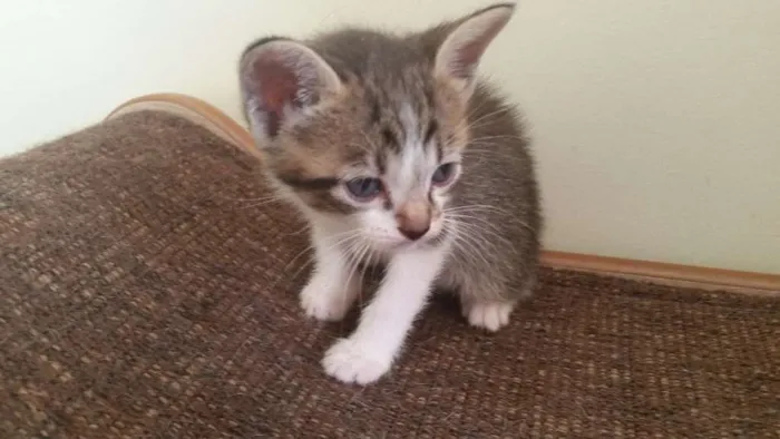 Gato ra a SRD idade Abaixo de 2 meses nome Ursa