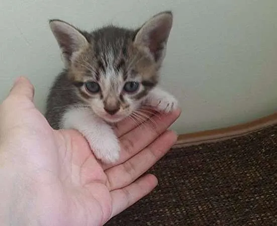 Gato ra a SRD idade Abaixo de 2 meses nome Ursa