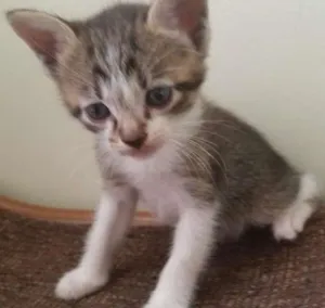 Gato raça SRD idade Abaixo de 2 meses nome Ursa