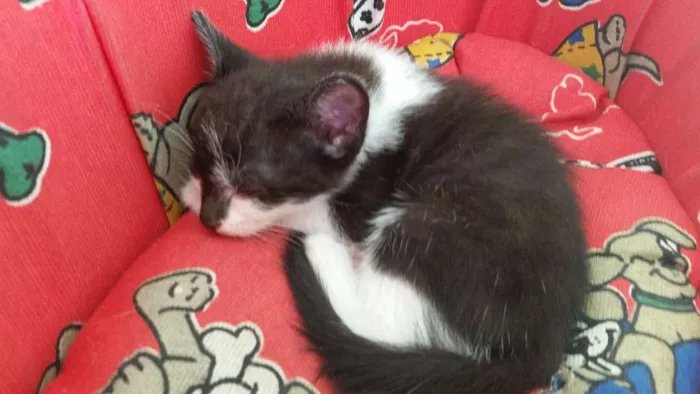 Gato ra a SRD idade Abaixo de 2 meses nome Batman