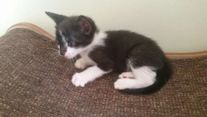 Gato ra a SRD idade Abaixo de 2 meses nome Batman