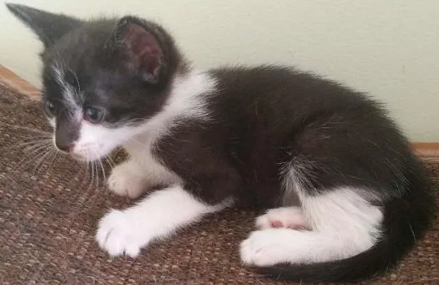 Gato ra a SRD idade Abaixo de 2 meses nome Batman