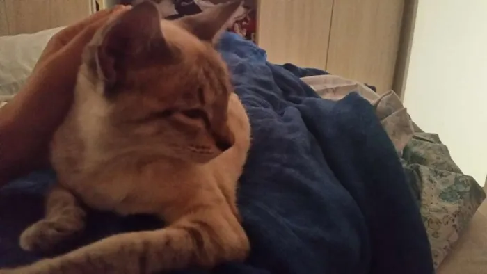 Gato ra a SRD idade 7 a 11 meses nome Wendy
