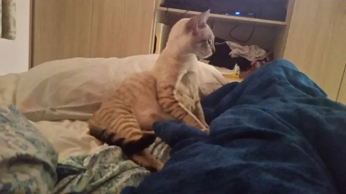 Gato ra a SRD idade 7 a 11 meses nome Wendy