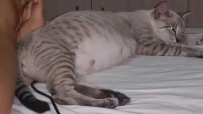 Gato ra a SRD idade 7 a 11 meses nome Wendy