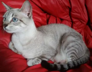 Gato raça SRD idade 7 a 11 meses nome Wendy