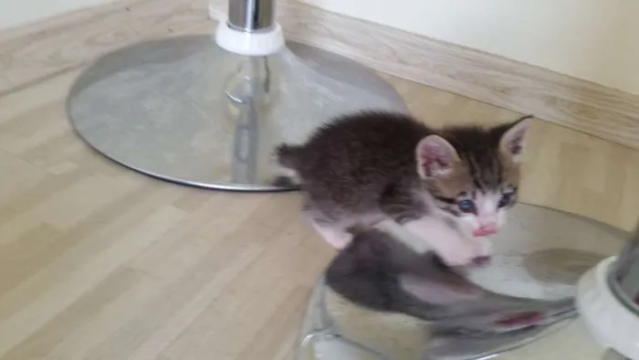 Gato ra a SRD idade Abaixo de 2 meses nome Pitoca