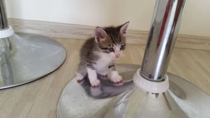 Gato ra a SRD idade Abaixo de 2 meses nome Pitoca