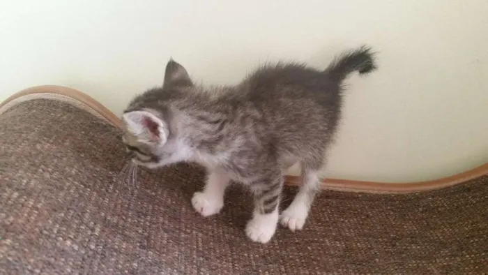 Gato ra a SRD idade Abaixo de 2 meses nome Pitoca