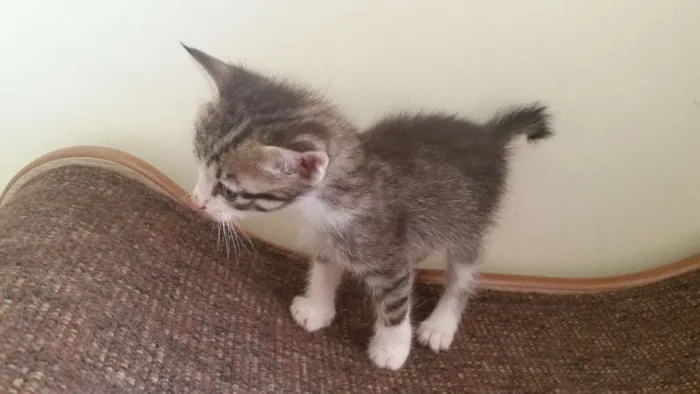 Gato ra a SRD idade Abaixo de 2 meses nome Pitoca