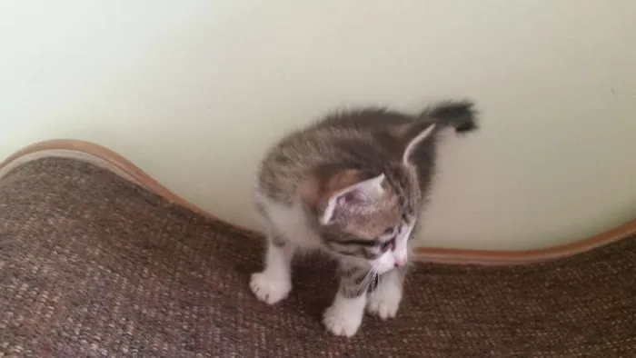 Gato ra a SRD idade Abaixo de 2 meses nome Pitoca