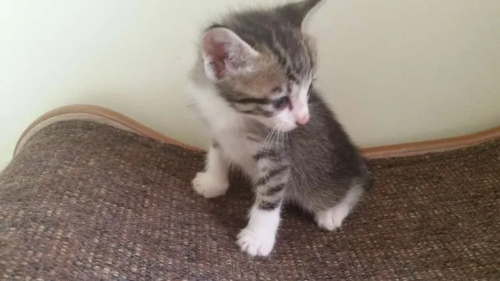 Gato ra a SRD idade Abaixo de 2 meses nome Pitoca
