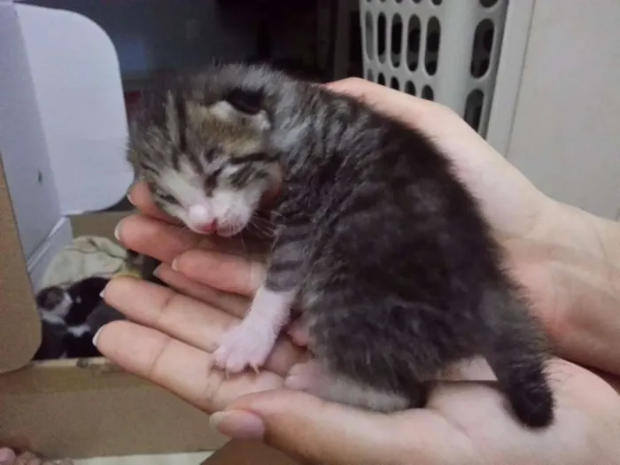 Gato ra a SRD idade Abaixo de 2 meses nome Pitoca
