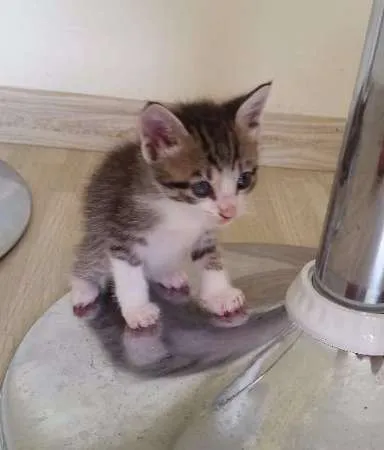 Gato ra a SRD idade Abaixo de 2 meses nome Pitoca