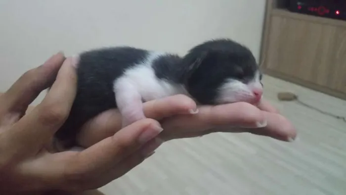 Gato ra a SRD idade Abaixo de 2 meses nome Marie