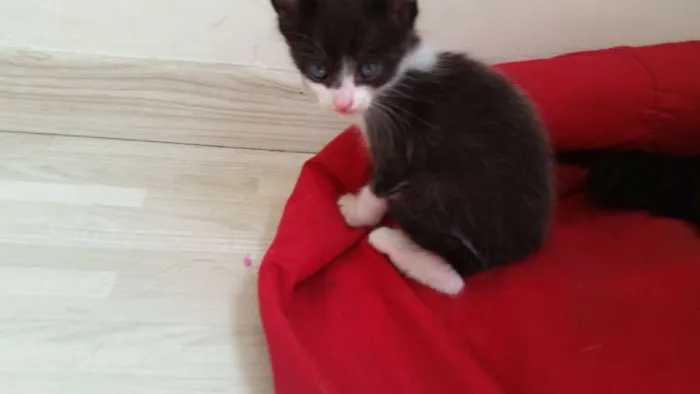 Gato ra a SRD idade Abaixo de 2 meses nome Marie