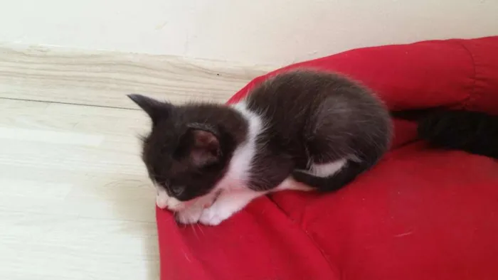 Gato ra a SRD idade Abaixo de 2 meses nome Marie