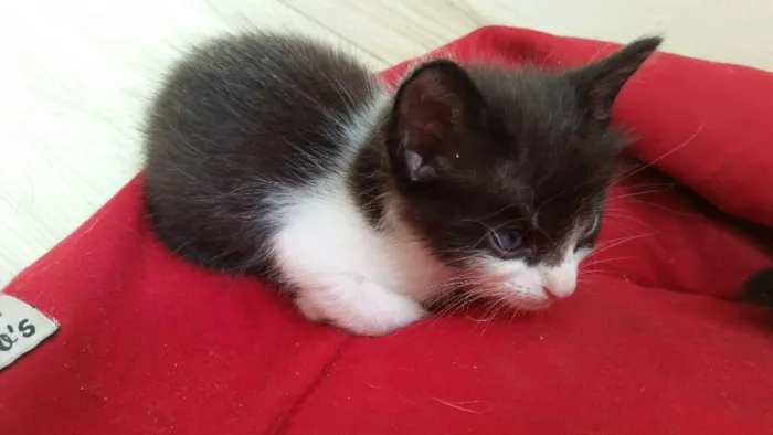 Gato ra a SRD idade Abaixo de 2 meses nome Marie