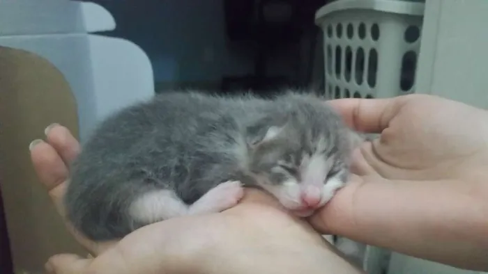 Gato ra a SRD idade Abaixo de 2 meses nome Christian Grey