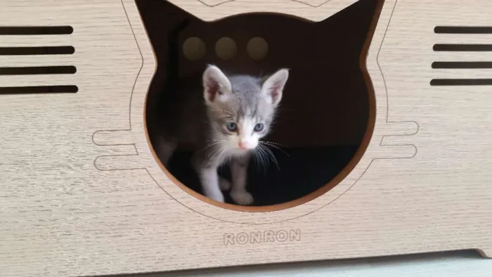 Gato ra a SRD idade Abaixo de 2 meses nome Christian Grey