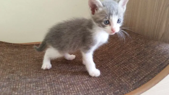 Gato ra a SRD idade Abaixo de 2 meses nome Christian Grey