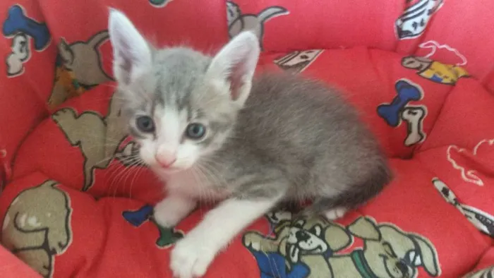 Gato ra a SRD idade Abaixo de 2 meses nome Christian Grey