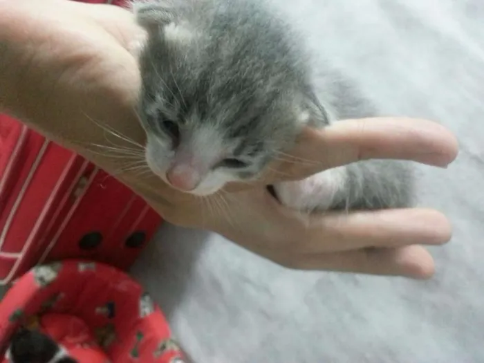 Gato ra a SRD idade Abaixo de 2 meses nome Christian Grey