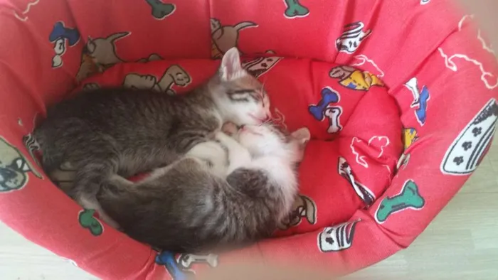 Gato ra a SRD idade Abaixo de 2 meses nome Duque