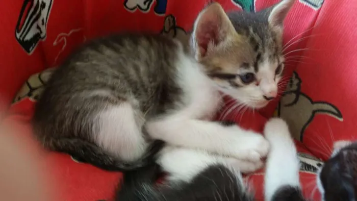 Gato ra a SRD idade Abaixo de 2 meses nome Duque