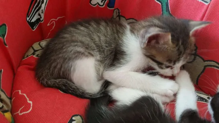 Gato ra a SRD idade Abaixo de 2 meses nome Duque