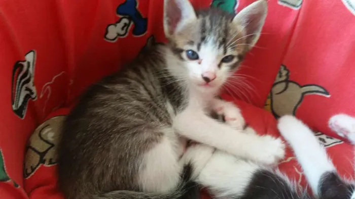 Gato ra a SRD idade Abaixo de 2 meses nome Duque