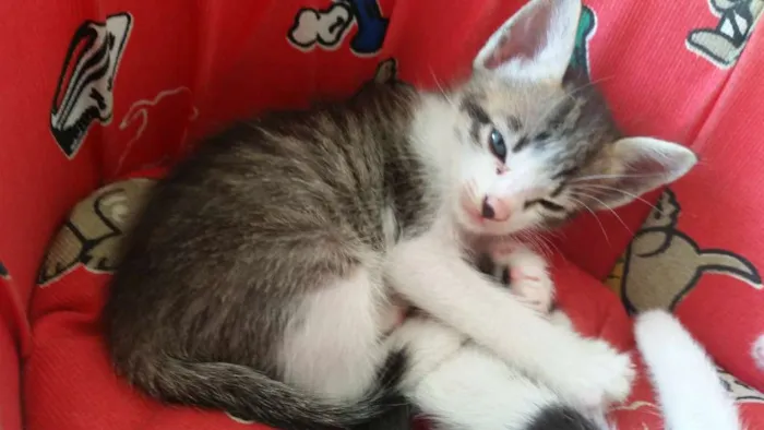 Gato ra a SRD idade Abaixo de 2 meses nome Duque