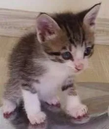 Gato ra a SRD idade Abaixo de 2 meses nome Pitoca