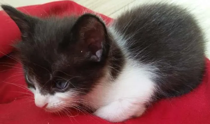 Gato ra a SRD idade Abaixo de 2 meses nome Marie