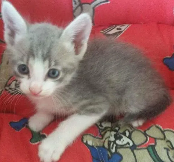 Gato ra a SRD idade Abaixo de 2 meses nome Christian Grey