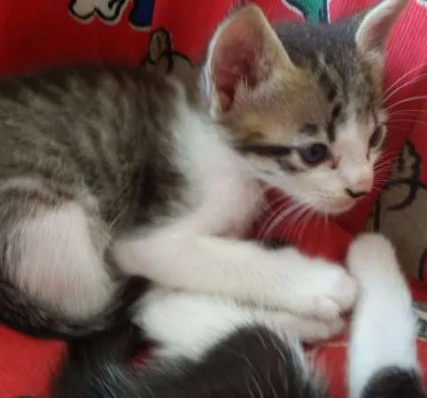 Gato ra a SRD idade Abaixo de 2 meses nome Duque