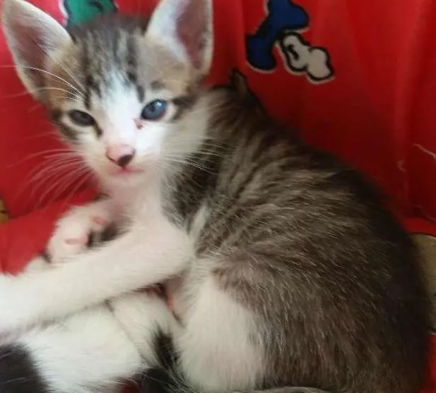 Gato ra a SRD idade Abaixo de 2 meses nome Duque