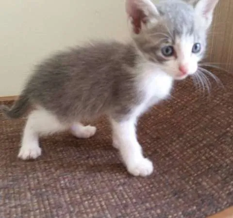 Gato ra a SRD idade Abaixo de 2 meses nome Christian Grey