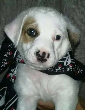 Cachorro raça SRD idade Abaixo de 2 meses nome Theo