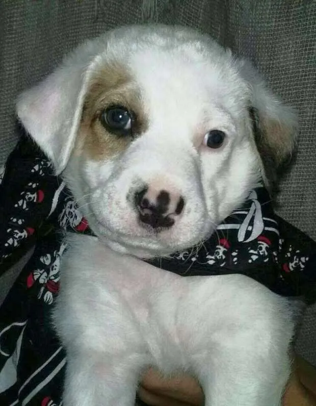 Cachorro ra a SRD idade Abaixo de 2 meses nome Theo