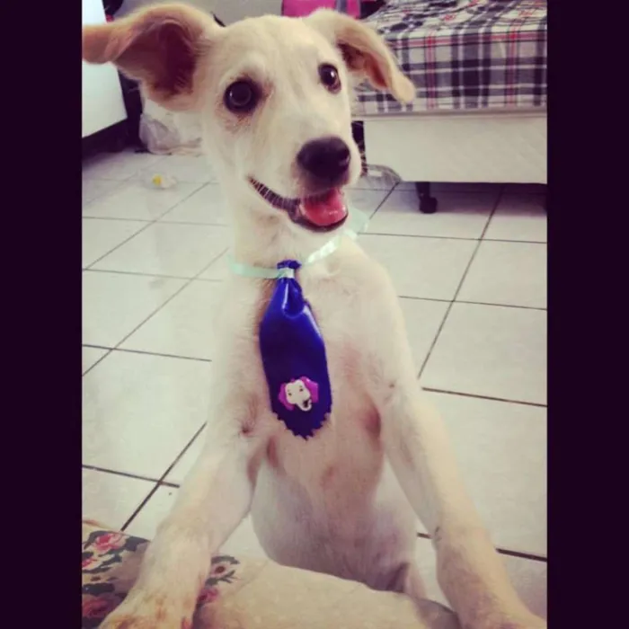 Cachorro ra a SRD idade 2 a 6 meses nome Omalley