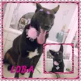Loba