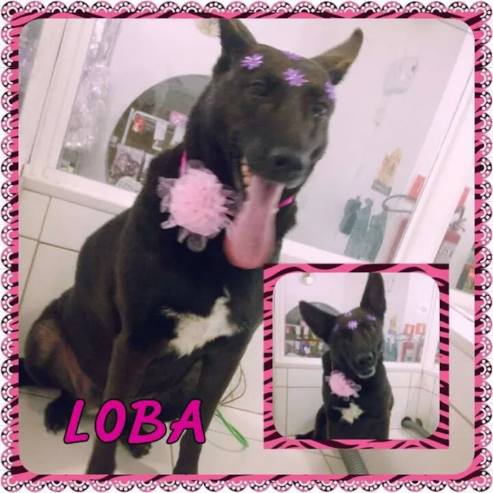 Cachorro ra a SRD idade 3 anos nome Loba