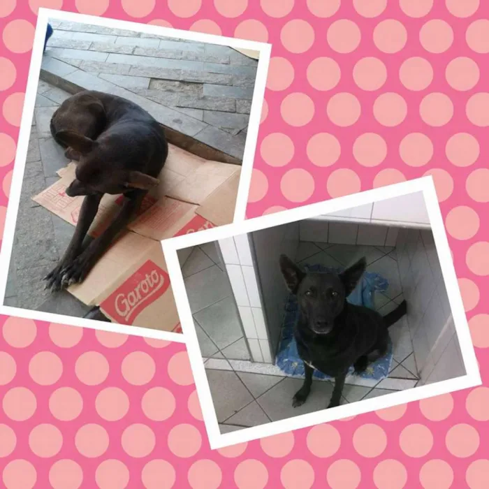 Cachorro ra a SRD idade 3 anos nome Loba