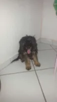 Cheid