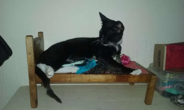 Gato ra a SRD idade 2 a 6 meses nome Mina